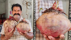 బాహుబలి బీట్‌రూట్.. ఒక్కోటి ఎన్ని కిలోలు ఉన్నాయో తెలిస్తే అవాక్కే