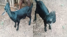 ఈ మేకకు ఏమైందో చూడండి..