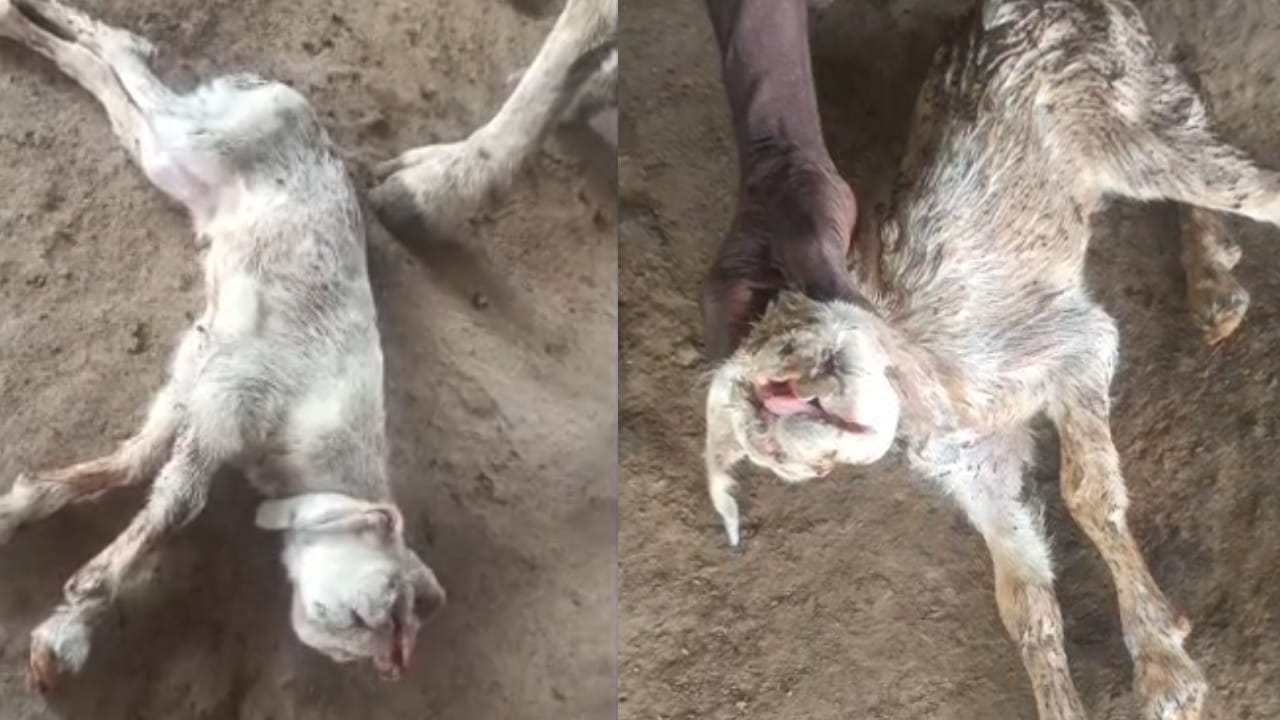 Telangana: బ్రహ్మంగారు చెప్పింది నిజమవుతుందా.. వింత జీవి జననం.. వీడియో చూస్తే అవాక్కే..