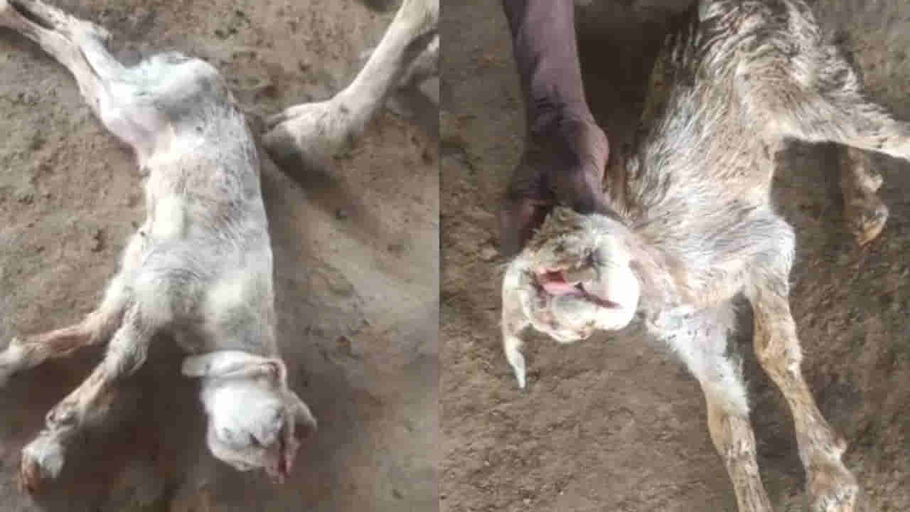 Telangana: బ్రహ్మంగారు చెప్పింది నిజమవుతుందా.. వింత జీవి జననం.. వీడియో చూస్తే అవాక్కే..