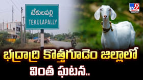 కళ్ళు, ముక్కు లేకుండా ఆరోగ్యంగా పుట్టిన మేక పిల్ల..