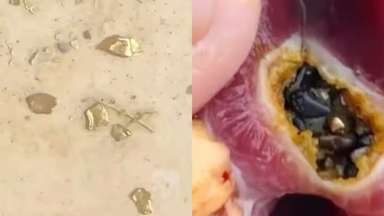 Duck: సుడి అంటే ఇది.. మాంసం కూర తిందామని బాతును కోస్తుండగా.. దాని కడుపులో