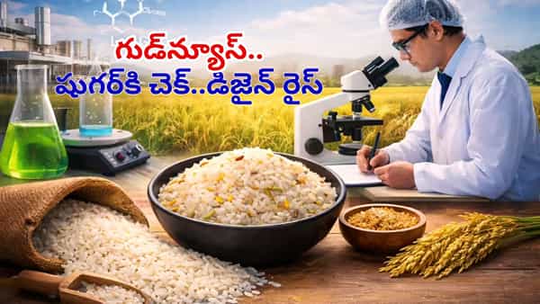 Good News For Diabetics: వావ్.. డయాబెటిస్ ఉన్నా అన్నం తినొచ్చు! శాస్త్రవేత్తలు కనిపెట్టిన డిజైనర్ రైస్తో చింతలేదిక