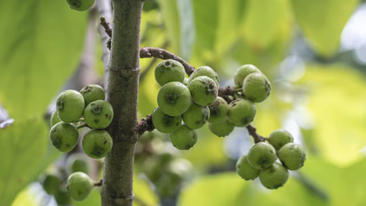 చర్మ వ్యాధుల నివారణ: మేడి చెట్టు నుండి వచ్చే పాలను చర్మంపై ఉన్న మొటిమలు, మచ్చలు లేదా గాయాలపై రాస్తే అవి త్వరగా నయమవుతాయి. ఇది సహజ సిద్ధమైన యాంటీ సెప్టిక్ గా పనిచేస్తుంది. చర్మ వ్యాధులు, గాయాలను త్వరగా నయం చేసే శక్తి దీనికి ఉంది.