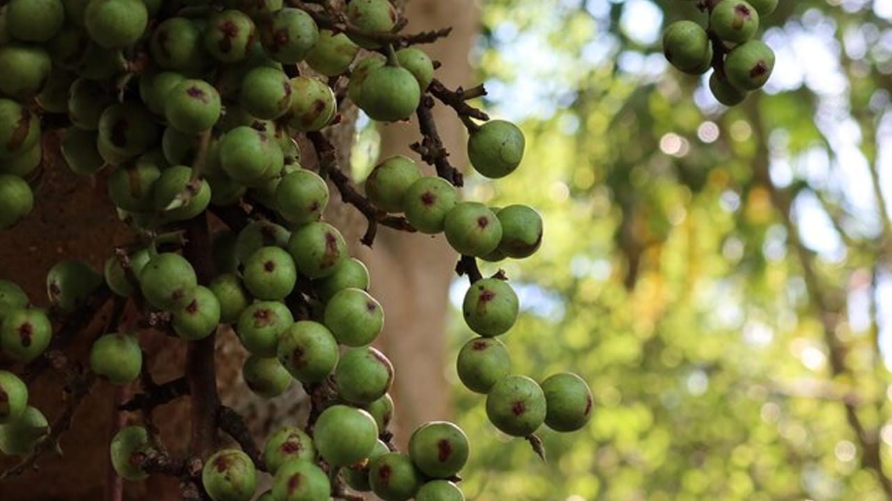 స్త్రీల ఆరోగ్యానికి: అధిక రక్తస్రావం లేదా ఇతర గైనకాలజీ సమస్యలతో బాధపడే మహిళలకు మేడి చెట్టు పూల కషాయం ఎంతో మేలు చేస్తుందని ఆయుర్వేద నిపుణులు చెబుతున్నారు. మేడి పండ్లలో ఉండే యాంటీ డయాబెటిక్ గుణాలు రక్తంలోని చక్కెర స్థాయిలను నియంత్రించడంలో సహాయపడతాయి.