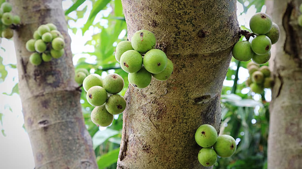 ఎలా ఉపయోగించాలి?: మేడి పండ్లను ఎండబెట్టి పొడి చేసి నీటిలో కలుపుకుని తాగవచ్చు. దీని బెరడును నీటిలో మరిగించి కషాయంలా తీసుకోవచ్చు. అయితే, ఏదైనా ఔషధంగా తీసుకునే ముందు ఆయుర్వేద వైద్యుల సలహా తీసుకోవడం ఉత్తమం. మన చుట్టూ ఉన్న మొక్కల్లోనే గొప్ప ఆరోగ్య రహస్యాలు దాగి ఉన్నాయి.  ప్రకృతి ప్రసాదించిన ఈ మిరాకిల్ ట్రీ ని సరైన పద్ధతిలో ఉపయోగిస్తే ఖరీదైన మందుల అవసరం లేకుండానే అనేక ఆరోగ్య సమస్యలను దూరం చేసుకోవచ్చని ఆయుర్వేదం సూచిస్తోంది.