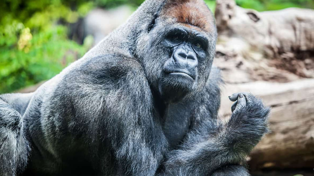 Gorilla: గొరిల్లా పవర్ ఎంతుంటుందో తెల్సా.! రెండు సింహాలు ఒకేసారి మీదదిపోతే