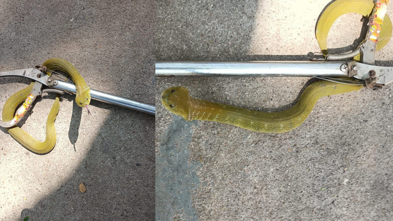 Andhra: యాడ లేని పాము మన దగ్గరే.. పచ్చరంగు త్రాచును మీరెప్పుడైనా చూస్తిరా..?