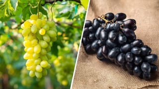 Tomato Hacks: కుళ్లిన టమోటాలను పారేస్తున్నారా?.. వీటితో ఎన్ని ప్రయోజనాలో మీకు తెలుసా?