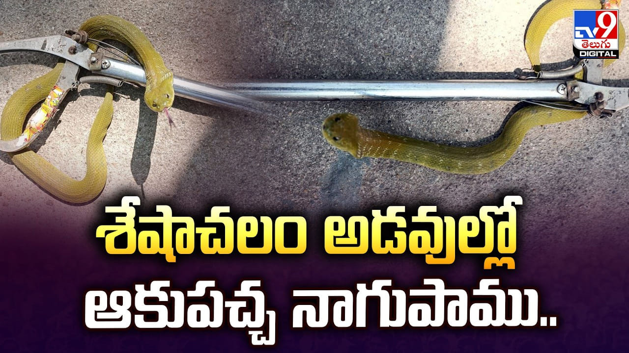 శేషాచలం అడవుల్లో అరుదైన ఆకుపచ్చ నాగుపాము.. వైరల్ అవుతున్న వీడియో