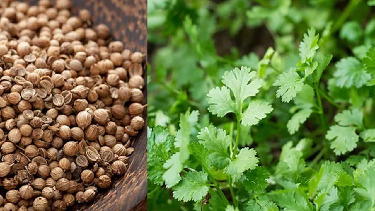 మొదటి దశ నాణ్యమైన ధనియాలను తీసుకోవడం. ధనియాలను నేరుగా చల్లే కంటే, వాటిని ఒక కవర్‌లో వేసి చపాతీ కర్రతో మెల్లగా ఒత్తి రెండు ముక్కలుగా విడగొట్టాలి. ఇలా చేయడం వల్ల విత్తనం త్వరగా మొలకెత్తుతుంది. విత్తే ముందు వీటిని ఒక రాత్రంతా నీటిలో నానబెడితే ఫలితం ఇంకా వేగంగా ఉంటుంది. వంటగదిలో ఉండే పాత ధనియాల కంటే విత్తనాల షాపులో దొరికేవి త్వరగా మొలకెత్తుతాయి. 