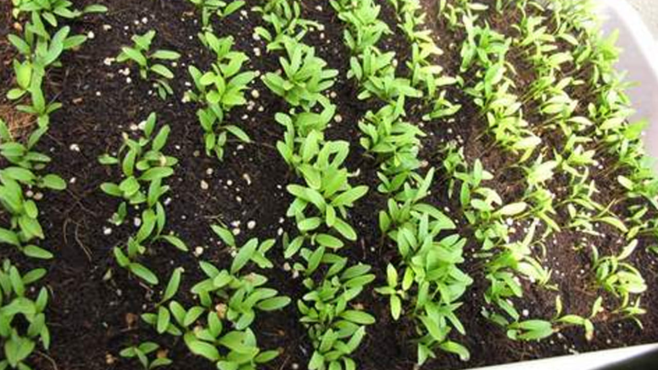 వేసవిలో తీసుకోవాల్సిన జాగ్రత్తలు:  వేసవిలో కొత్తిమీర త్వరగా వాడిపోతుంది. కాబట్టి, కుండీని రోజంతా ఎండ తగిలే చోట కాకుండా, కేవలం ఉదయం 3-4 గంటల ఎండ తగిలే పాక్షిక నీడలో ఉంచాలి. మట్టి ఎప్పుడూ తేమగా ఉండాలి కానీ బురదగా మారకూడదు. మట్టి పైపొర ఎండిపోయినట్లు అనిపిస్తే వెంటనే నీరు చల్లండి. 