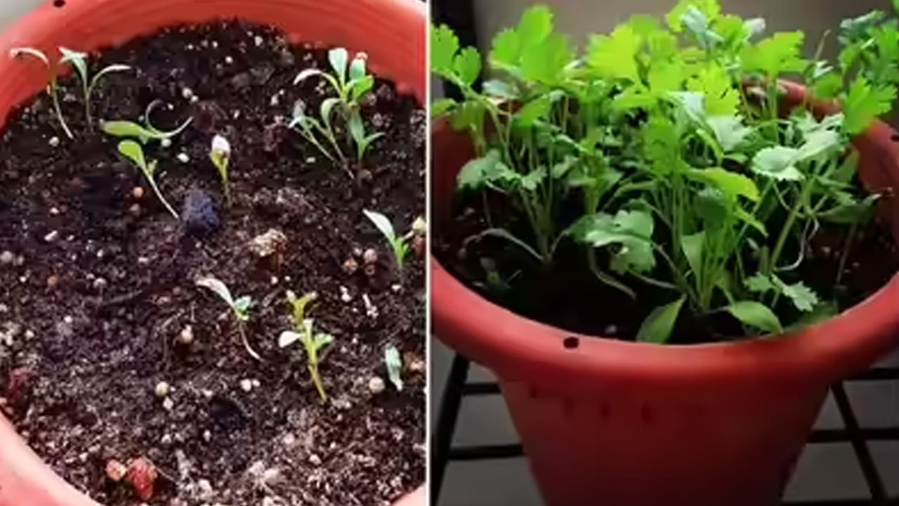 కొత్తిమీర వేర్లు లోతుగా వెళ్లవు, కాబట్టి లోతు తక్కువగా ఉండి వెడల్పు ఎక్కువగా ఉన్న కుండీ లేదా ప్లాస్టిక్ ట్రే సరిపోతుంది. ఇందులో సమాన భాగాల్లో మట్టి, ఇసుక, పశువుల ఎరువు (లేదా వర్మీ కాంపోస్ట్) కలపండి. 
కొత్తిమీర పెరగడానికి నీరు నిల్వ ఉండని, సారవంతమైన మట్టి కావాలి. 50శాతం తోట మట్టి, 30శాతం వర్మీ కంపోస్ట్ (లేదా పశువుల ఎరువు), 20శాతం ఇసుక లేదా కోకోపీట్ కలిపిన మిశ్రమం కుండీకి ఉత్తమం.
కుండీకి అడుగున రంధ్రాలు ఉండటం తప్పనిసరి. సిద్ధం చేసుకున్న మట్టిపై ధనియాలను సమానంగా చల్లండి. దానిపై ఒక పల్చని మట్టి పొరను కప్పండి. మరీ లోతుగా విత్తకూడదు. విత్తిన తర్వాత స్ప్రే బాటిల్‌తో తేలికగా నీటిని చల్లాలి.