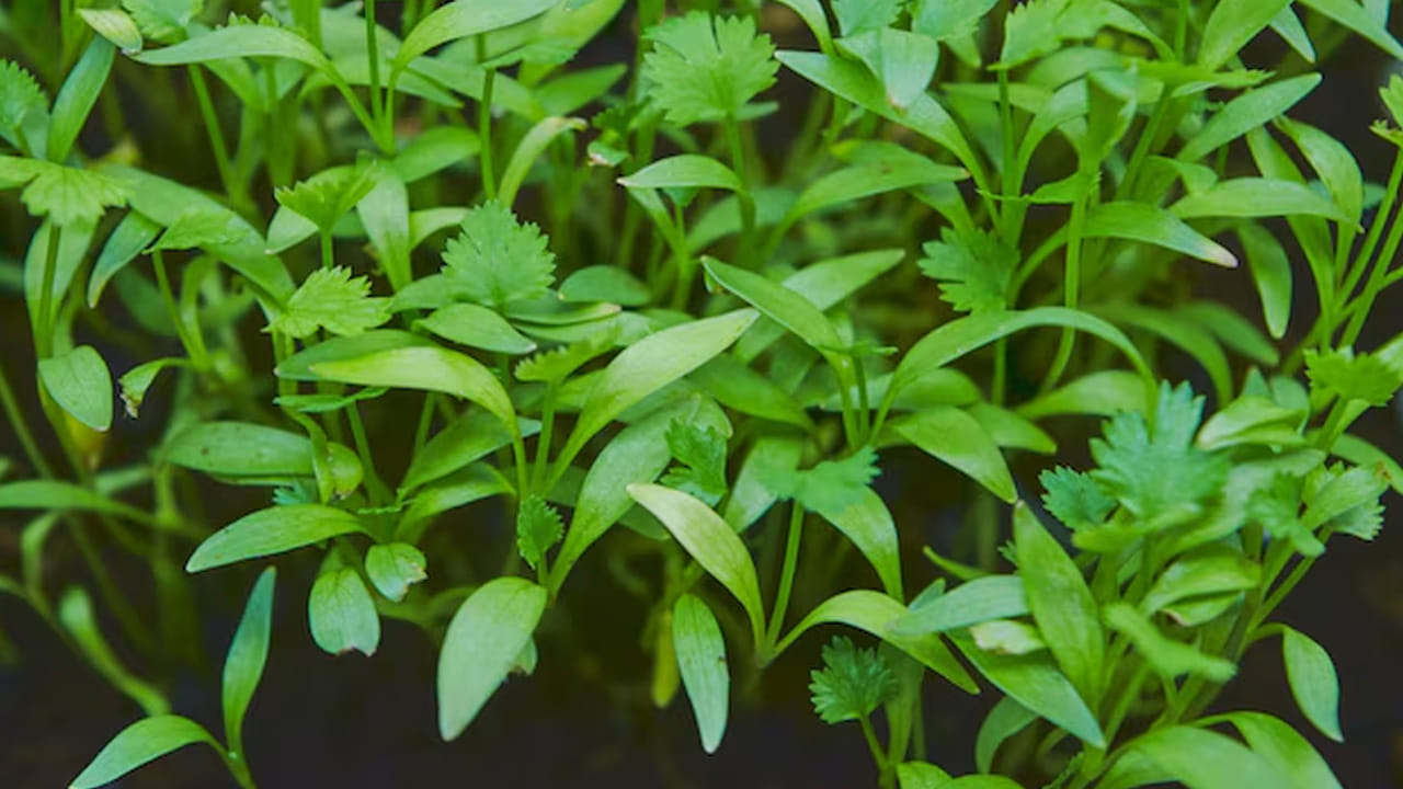 మొలకలు వచ్చే వరకు కుండీపై పల్చని పాలిథిన్ కవర్ లేదా పేపర్ కప్పితే తేమ ఆవిరి కాకుండా ఉంటుంది. వరుసగా కొత్తిమీర కావాలనుకుంటే, ప్రతి 15 రోజులకు ఒకసారి కొత్త విత్తనాలను నాటుతూ ఉండండి. ఈ సరళమైన పద్ధతులు పాటిస్తే, వారం రోజుల్లోనే మీకు చిన్న చిన్న మొలకలు కనిపిస్తాయి. మరి ఇంకెందుకు ఆలస్యం? ఈరోజే మీ గార్డెనింగ్ ప్రారంభించండి!