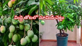 మీ ఇంటి కుండీలోనే మామిడి చెట్టు..ఇలా పెంచండి..కాయలే కాయలు!