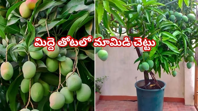 మీ ఇంటి కుండీలోనే మామిడి చెట్టు..ఇలా పెంచండి..కాయలే కాయలు!