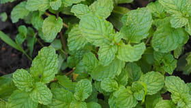 పుదీనా మొక్కను ఇంట్లో పెంచుకోవడం ఎలా..? గుబురుగా పెరగాలంటే..