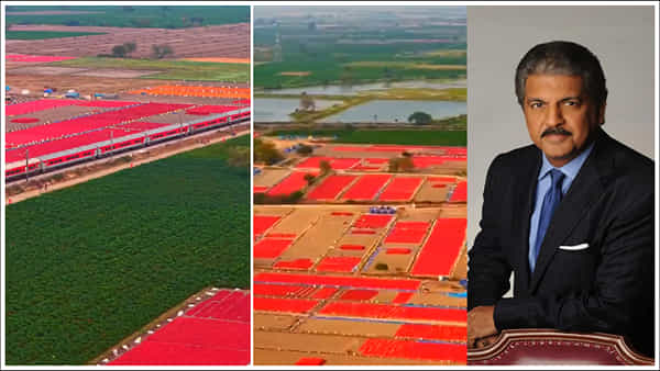 Anand Mahindra: గుంటూరు మిరప తోటలను షేర్ చేస్తూ కీలక ట్వీట్ చేసిన ఆనంద్ మహీంద్రా