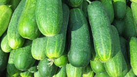 లైట్ తీసుకోవద్దు.. పవర్‌ఫుల్.. డైలీ తింటే ఆ సమస్యలకు ఓం భీం బుష్