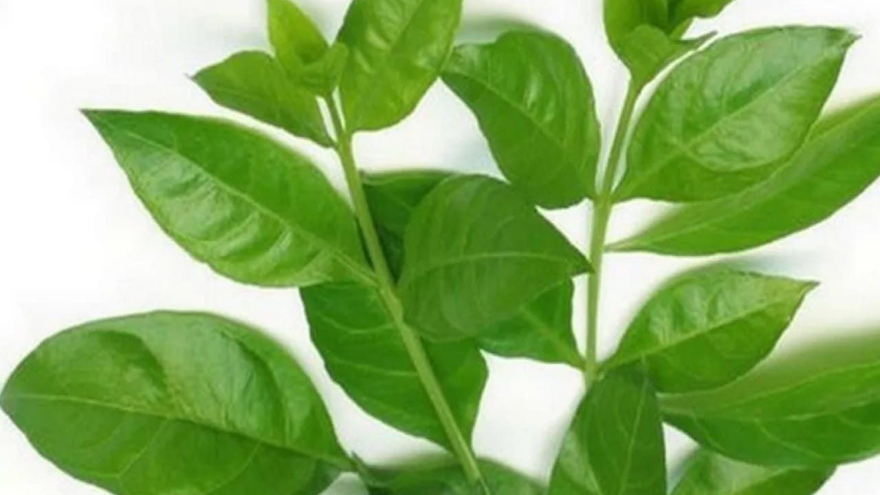 సీతమ్మ తల్లికి , గోరింటాకు చెట్టుకు మంచి అనుబంధం ఉన్నదంట. శ్రీరామ నవమికి ఒకరోజు ముందు గోరింటాకు చెట్టును మహిళలు పూజించడం వలన వారు కోరిన కోర్కెలు తీరడమే కాకుండా, వైవాహిక జీవితంలోని సమస్యలు తొలిగిపోయి, సుమంగళిగా ఉంటారంట. అంతే కాకుండా ఈ రోజు గోరింటాకు పెట్టుకోవడం కూడా చాలా మంచిదని చెబుతున్నారు పండితులు.