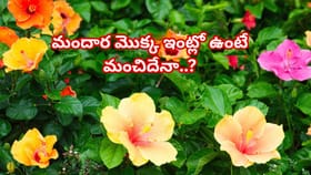 ఇంతకీ మందార మొక్క ఇంట్లో ఉంటే మంచిదేనా..? వాస్తు ఏం చెబుతుందంటే..