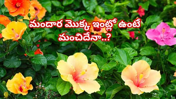 Hibiscus Plant Vastu: ఇంతకీ మందార మొక్క ఇంట్లో ఉంటే మంచిదేనా..? వాస్తు ఏం చెబుతుందో తెలిస్తే..