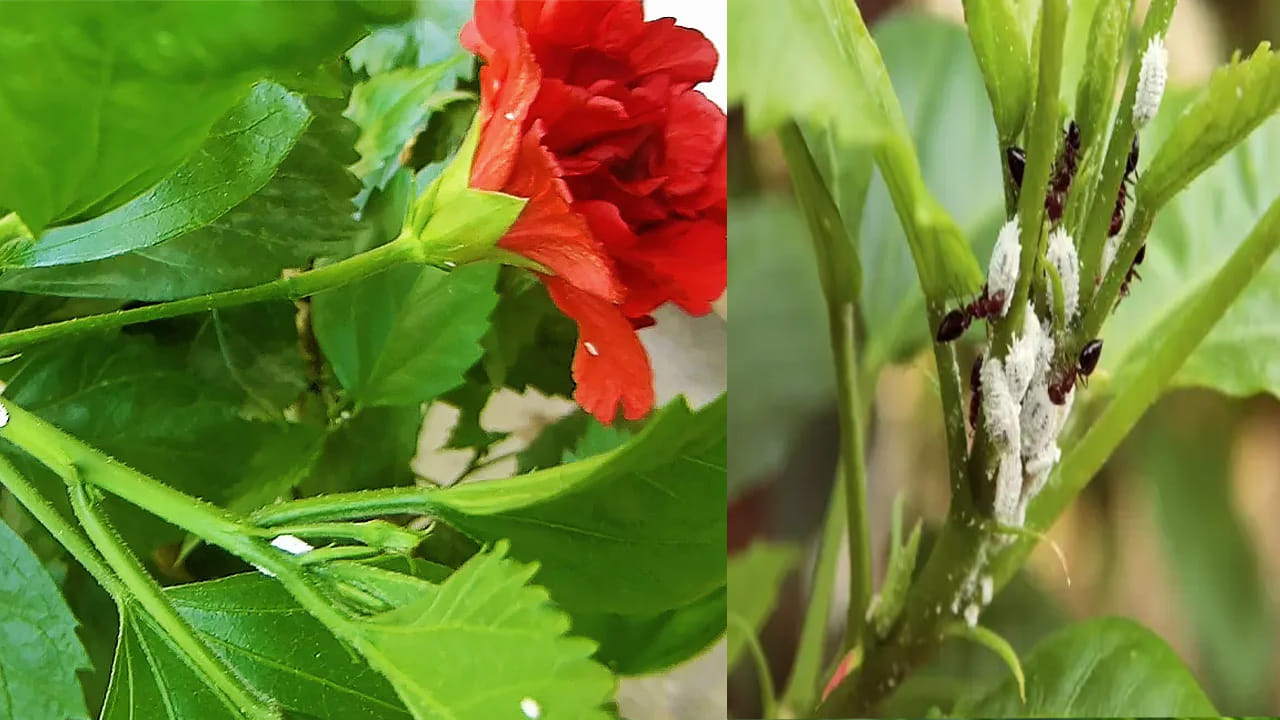 వేప నూనె మిశ్రమం (Neem Oil Spray): గార్డెనింగ్‌లో వేప నూనె ఒక సంజీవని వంటిది. ఒక లీటర్ గోరువెచ్చని నీటిలో ఒక స్పూన్ వేప నూనె, అర స్పూన్ లిక్విడ్ సోప్ (లేదా షాంపూ) వేసి కలిపి బాగా కలపండి. ఈ మిశ్రమాన్ని వారానికి రెండుసార్లు ఆకుల అడుగు భాగంలో, మొగ్గలపై స్ప్రే చేయండి. ఇది పురుగుల పునరుత్పత్తిని అడ్డుకుంటుంది.