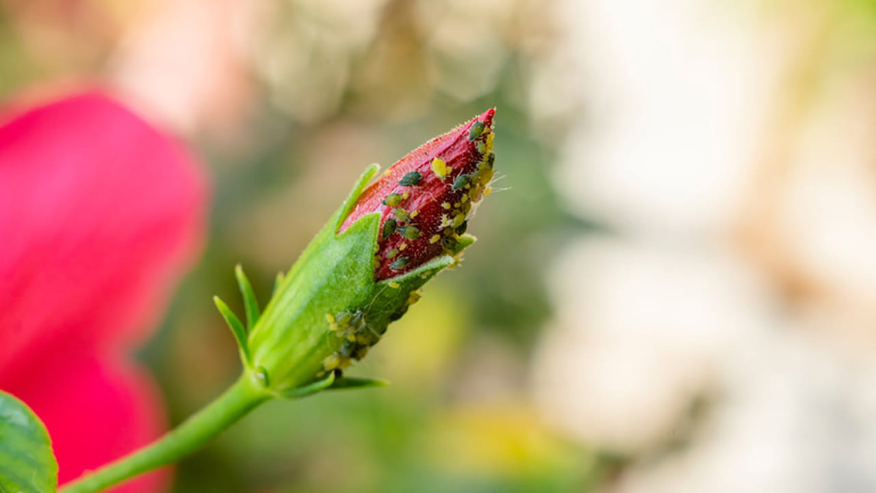 డిష్ వాష్ లేదా షాంపూ సొల్యూషన్: ఒకవేళ మీ దగ్గర వేప నూనె లేకపోతే, కేవలం డిష్ వాష్ లిక్విడ్ కలిపిన నీటిని కూడా వాడవచ్చు. ఈ సోప్ నీరు పురుగుల పైన ఉండే మైనం లాంటి పొరను కరిగించి, అవి చనిపోయేలా చేస్తుంది.