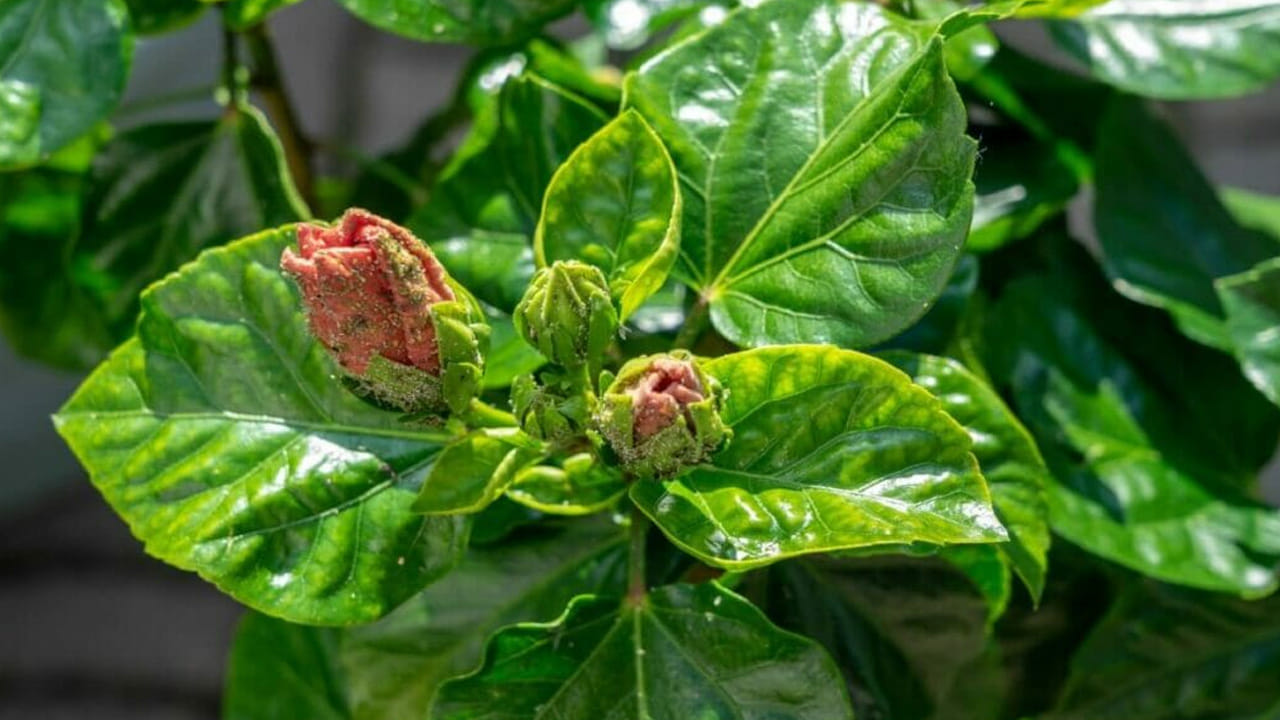 ఆల్కహాల్ చిట్కా (Rubbing Alcohol): పురుగులు మొండిగా వదలకపోతే, కొద్దిగా రబ్బింగ్ ఆల్కహాల్‌ను దూది (Cotton) పై వేసి, పురుగులు ఉన్న చోట నేరుగా తుడవండి. ఇది ఇన్ఫెక్షన్‌ను తక్షణమే తగ్గిస్తుంది. అయితే, దీనిని నేరుగా మొక్కపై ఎక్కువగా పోయకూడదు.
