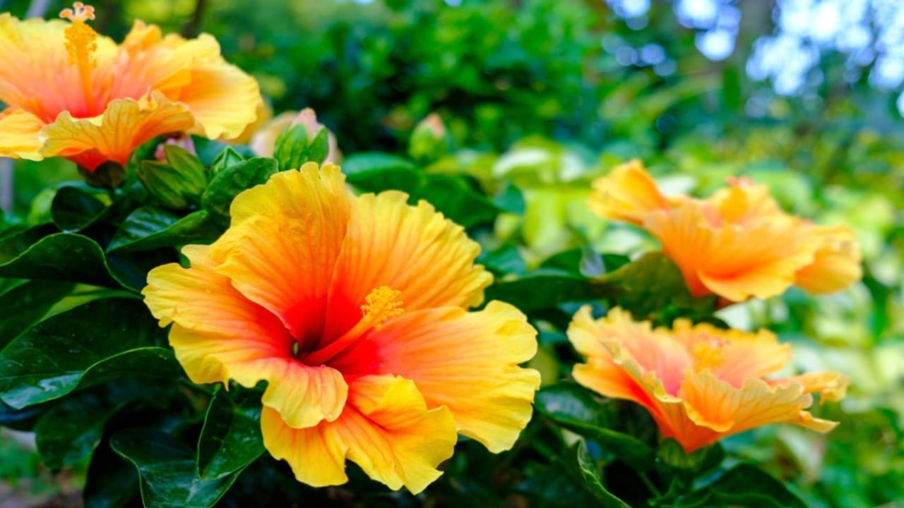 ఎండ, గాలి: మొక్కలు చాలా దగ్గర దగ్గరగా ఉంటే గాలి ఆడక ఇన్ఫెక్షన్లు త్వరగా వస్తాయి. కుండీల మధ్య కాస్త ఖాళీ ఉంచండి. మందారకు రోజుకు కనీసం 6 గంటల ఎండ తగిలితే ఇలాంటి ఫంగల్ ఇన్ఫెక్షన్లు వచ్చే అవకాశం తక్కువ. తెల్ల పురుగులు ఎక్కువగా ఉన్న కొమ్మలను కత్తిరించి దూరంగా పారేయడం (Pruning) వల్ల మిగతా మొక్కకు అది పాకకుండా ఉంటుంది.