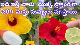 ఇలా చేస్తే.. పిచ్చిపిచ్చిగా పూలు పూస్తాయి...