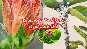 మందార మొక్కకు తెల్లటి పురుగు పట్టిందా? ఈ 5 చిట్కాలతో ఇజీగా మాయం!