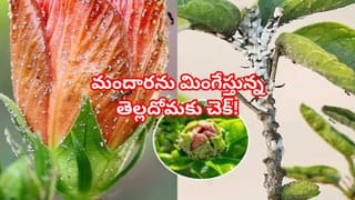 మల్లె మొక్కకు మొగ్గలు రావడం లేదా? ఈ మ్యాజిక్ చిట్కాలతో పూల జల్లు కురిపించండి!
