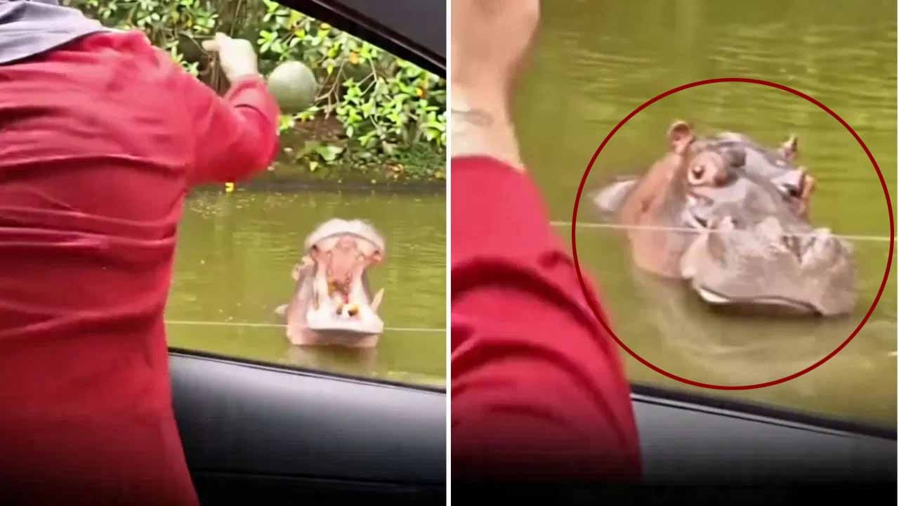 Viral Video: హిప్పో ‘కిల్లర్’ లుక్ వైరల్.. పుచ్చకాయ తినిపించబోయి కంగుతిన్న యువతి..!