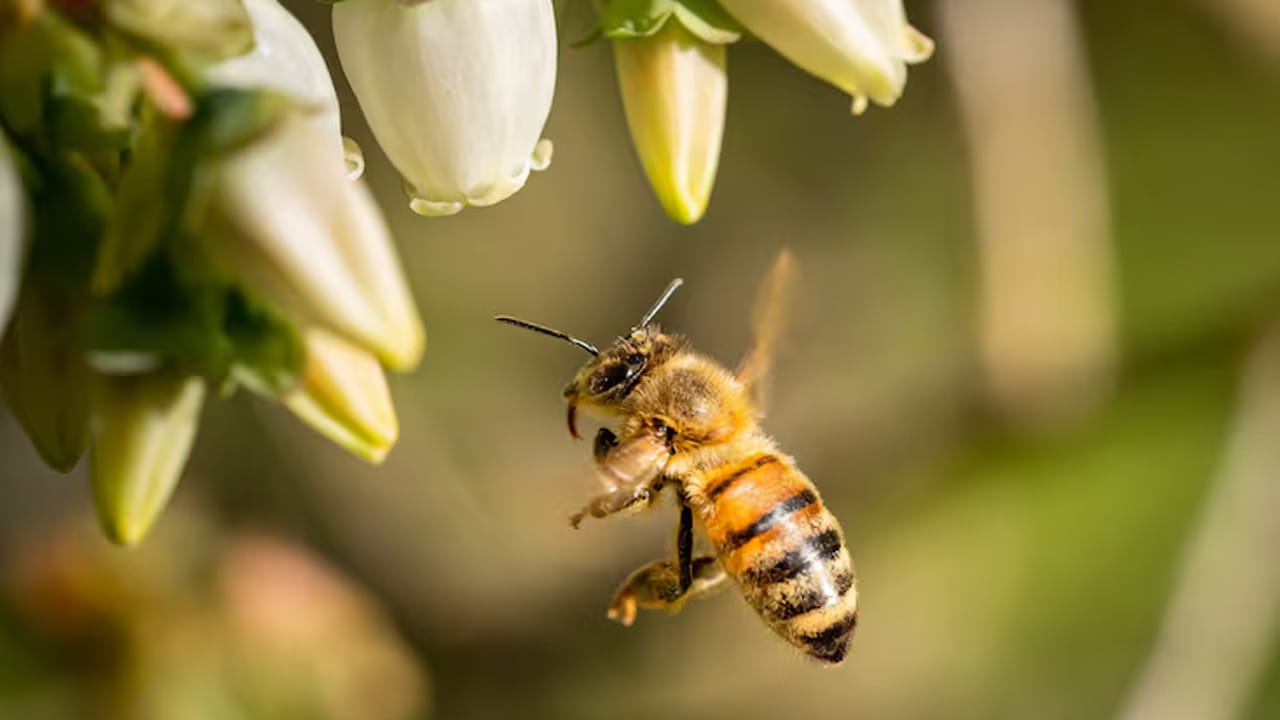 ముల్లును గట్టిగా నొక్కకూడదు, అలా చేస్తే అందులోని విషం శరీరంలోకి మరింతగా వ్యాపిస్తుంది. తేనెటీగ కుట్టినప్పుడు తక్షణమే స్పందించి సరైన జాగ్రత్తలు తీసుకోవడం వల్ల నొప్పి, వాపును తగ్గించవచ్చు. ఇందుకోసం సాధారణ వైట్ టూత్‌పేస్ట్ రాయడం వల్ల కూడా ఆల్కలీన్ ప్రభావంతో మంట తగ్గుతుంది. 