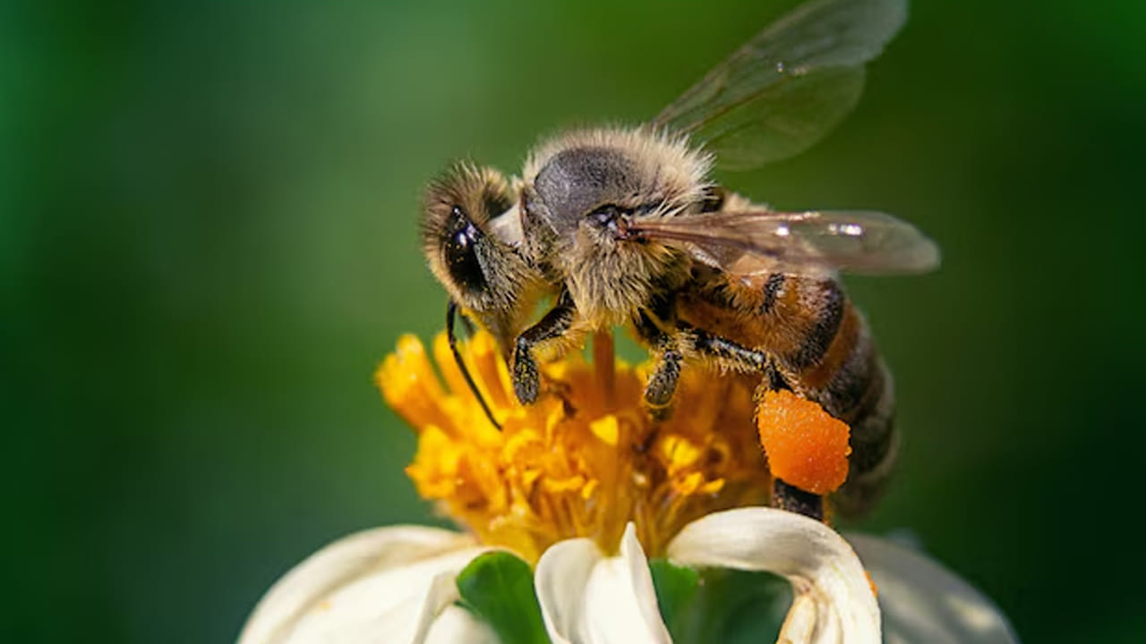 ఆ ప్రాంతాన్ని యాంటీ సెప్టిక్ సబ్బు, చల్లటి నీటితో కడగాలి. దీనివల్ల ఇన్ఫెక్షన్ వచ్చే అవకాశం తగ్గుతుంది. వాపు రాకుండా ఉండటానికి ఐస్ గడ్డను ఒక గుడ్డలో చుట్టి కుట్టిన చోట ఉంచాలి. ఇది రక్త ప్రసరణను నెమ్మదింపజేసి నొప్పిని తగ్గిస్తుంది.