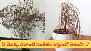 ఈ 4 రాశులు అత్యంత రహస్యమైనవి.. వారిని ఎవరూ అర్థం చేసుకోలేరు..!