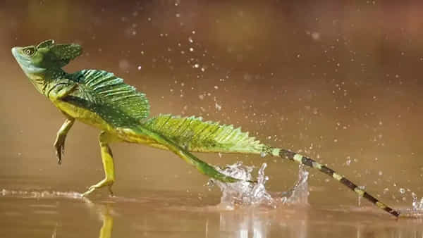 ప్రకృతి రహస్యం.. నీటిపై పరిగెత్తే ఏకైక జీవి.. దీన్ని గురించి తెలిస్తే నోరెళ్లబెడతారు..