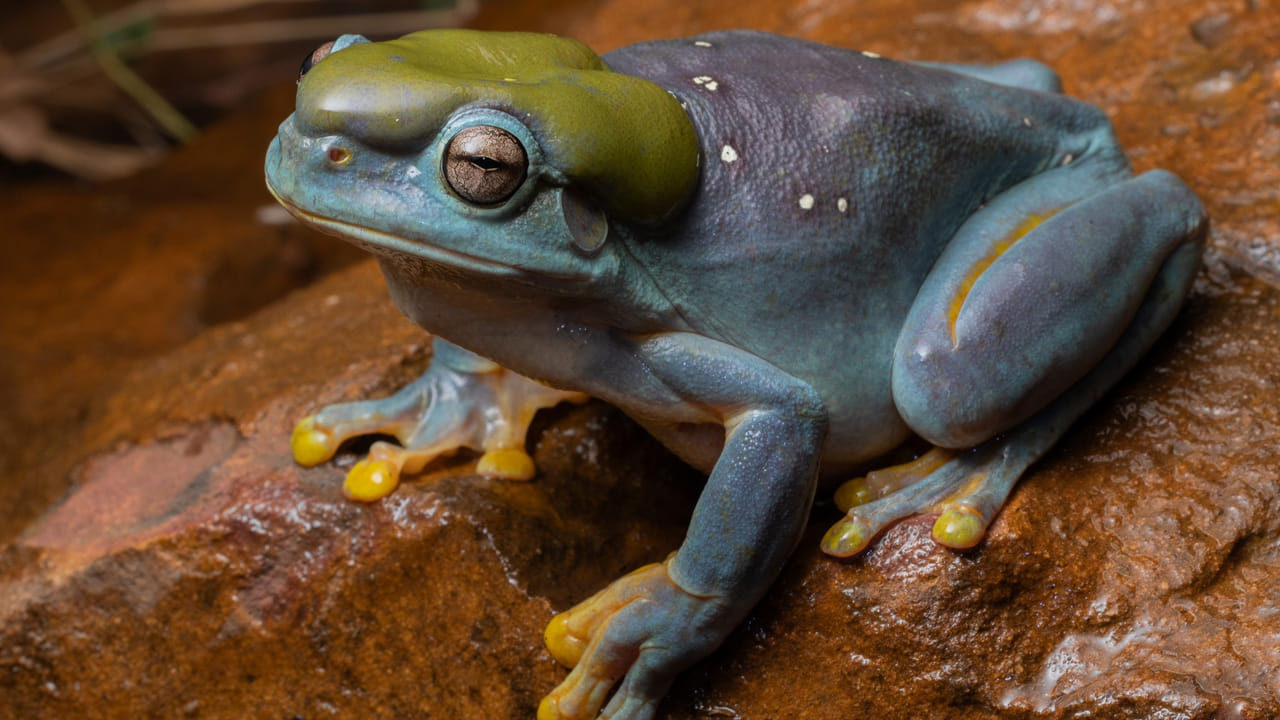  డ్రింకింగ్ ప్యాచ్: కప్పల శరీర నిర్మాణం చాలా విచిత్రంగా ఉంటుంది. వాటి పొట్ట కింది భాగంలో, వెనుక కాళ్ల దగ్గర చర్మం చాలా పల్చగా, మెత్తగా ఉంటుంది. దీనినే శాస్త్రవేత్తలు డ్రింకింగ్ ప్యాచ్ (Drinking Patch) అని పిలుస్తారు. కప్పలు ఏదైనా నీటి కుంటలో గానీ లేదా తడి గడ్డి మీద గానీ కూర్చున్నప్పుడు, ఆ ప్రాంతం నుండి నీటిని తమ చర్మం ద్వారా నేరుగా శరీరంలోకి పీల్చుకుంటాయి.