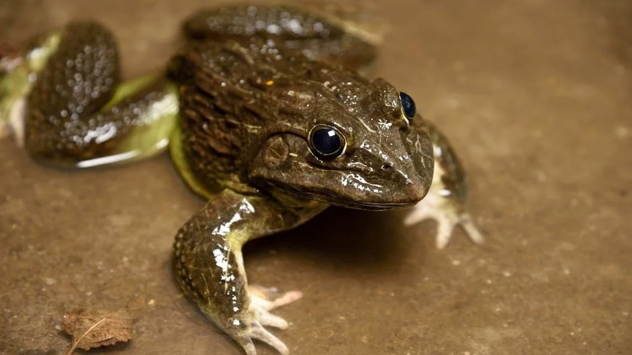 కప్పలు ఉభయచరాలు (Amphibians). ఇవి నీటిని తాగడానికి నోటిని ఉపయోగించవు. ప్రకృతి సిద్ధంగా వాటికి ఉన్న ప్రత్యేకమైన చర్మం ద్వారా నీటిని శరీరంలోకి పీల్చుకుంటాయి.  మనుషులు లేదా ఇతర జంతువులు దాహం వేస్తే నోటితో నీరు తాగుతాయి. కానీ కప్పల విషయంలో ఇది పూర్తిగా భిన్నంగా ఉంటుంది. కప్పలు ఎప్పుడూ నోటితో నీటిని తాగవు. మరి వాటి శరీరానికి కావాల్సిన నీరు ఎలా అందుతుందో తెలిస్తే ఆశ్చర్యపోతారు. 