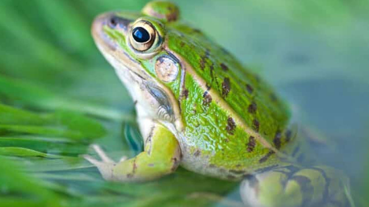 చర్మాన్ని తడిగా ఉంచుకోవడం ఎందుకు ముఖ్యం?: కప్పలు కేవలం నీటి కోసమే కాకుండా, శ్వాస తీసుకోవడానికి కూడా తమ చర్మాన్ని వాడుకుంటాయి. వాటి చర్మం ఎప్పుడూ జిగటగా, తడిగా ఉండాలి. ఒకవేళ ఎండ వేడికి చర్మం ఎండిపోతే, అవి ఊపిరి తీసుకోలేవు. శరీరంలో నీటి శాతం తగ్గి ప్రాణాలు కోల్పోతాయి. 