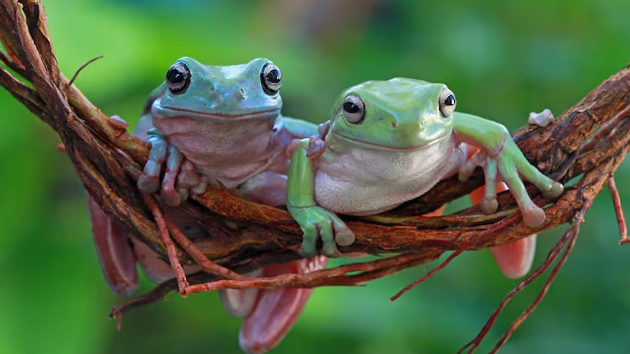 అందుకే కప్పలు ఎప్పుడూ నీటికి దగ్గరగా లేదా నీడ ఉన్న ప్రదేశాల్లో ఉండటానికి ఇష్టపడతాయి. ప్రకృతిలో ప్రతి జీవికి తన మనుగడ కోసం ఒక ప్రత్యేకమైన వ్యవస్థ ఉంటుంది. కప్పలకు ఉన్న ఈ స్కిన్ అబ్జార్ప్షన్ (Skin Absorption) గుణం వాటిని ఉభయచరాల్లో ప్రత్యేకంగా నిలబెడుతుంది.