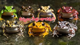 కప్పలు నోటితో నీళ్లు తాగవు..! అయితే దాహం ఎలా తీర్చుకుంటాయి?