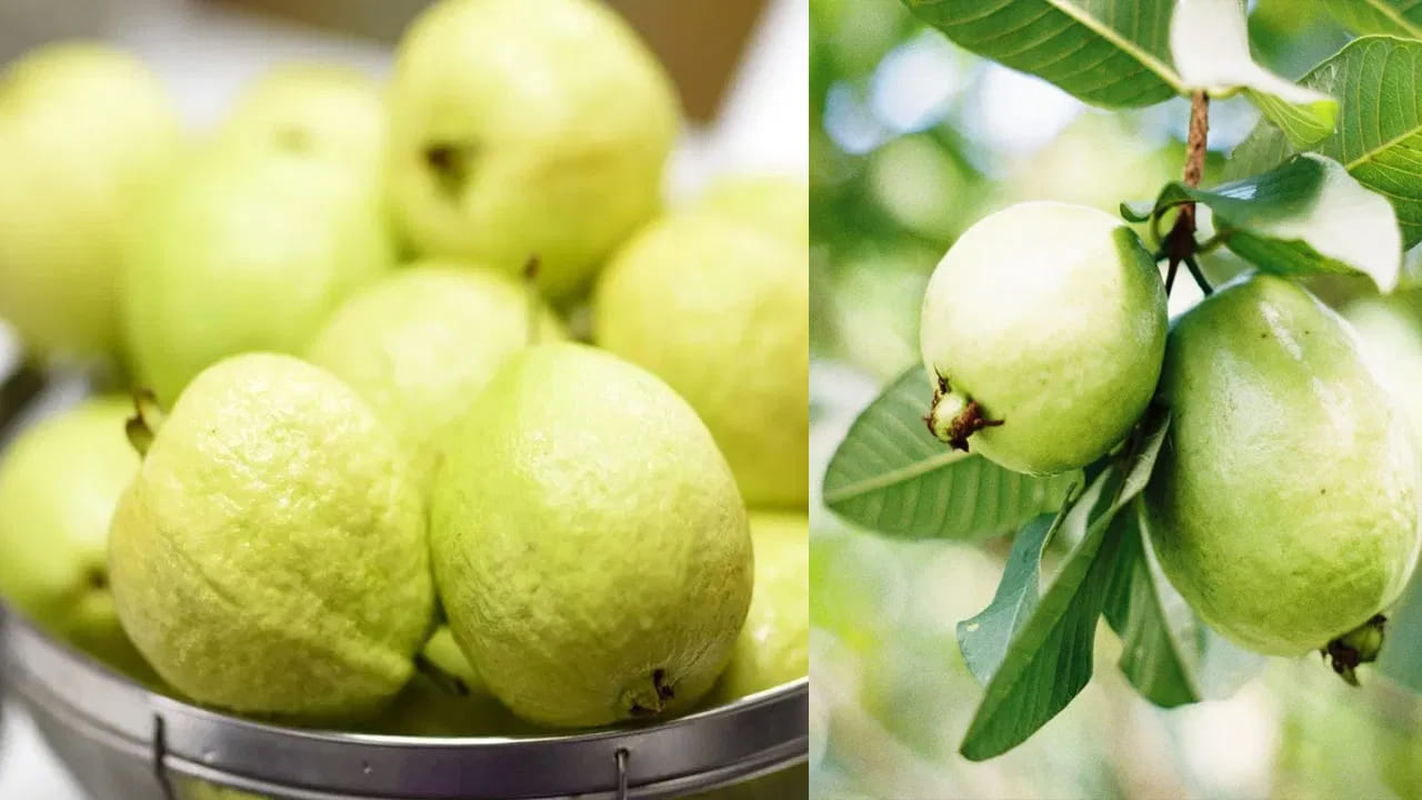 జామకాయ vs జామపండు: జామకాయ, పండు రెండింటిలోనూ పోషకాలు ఉన్నప్పటికీ, ఆరోగ్య అవసరాలను బట్టి ఎంపిక చేసుకోవాలని నిపుణులు సూచిస్తున్నారు. బరువు తగ్గాలనుకునే వారికి, దంతాల ఆరోగ్యాన్ని మెరుగుపరుచుకోవాలని చూసే వారికి దోర జామకాయ ఉత్తమం. మధుమేహ వ్యాధిగ్రస్తులకు కూడా కాయే మేలు చేస్తుంది.
