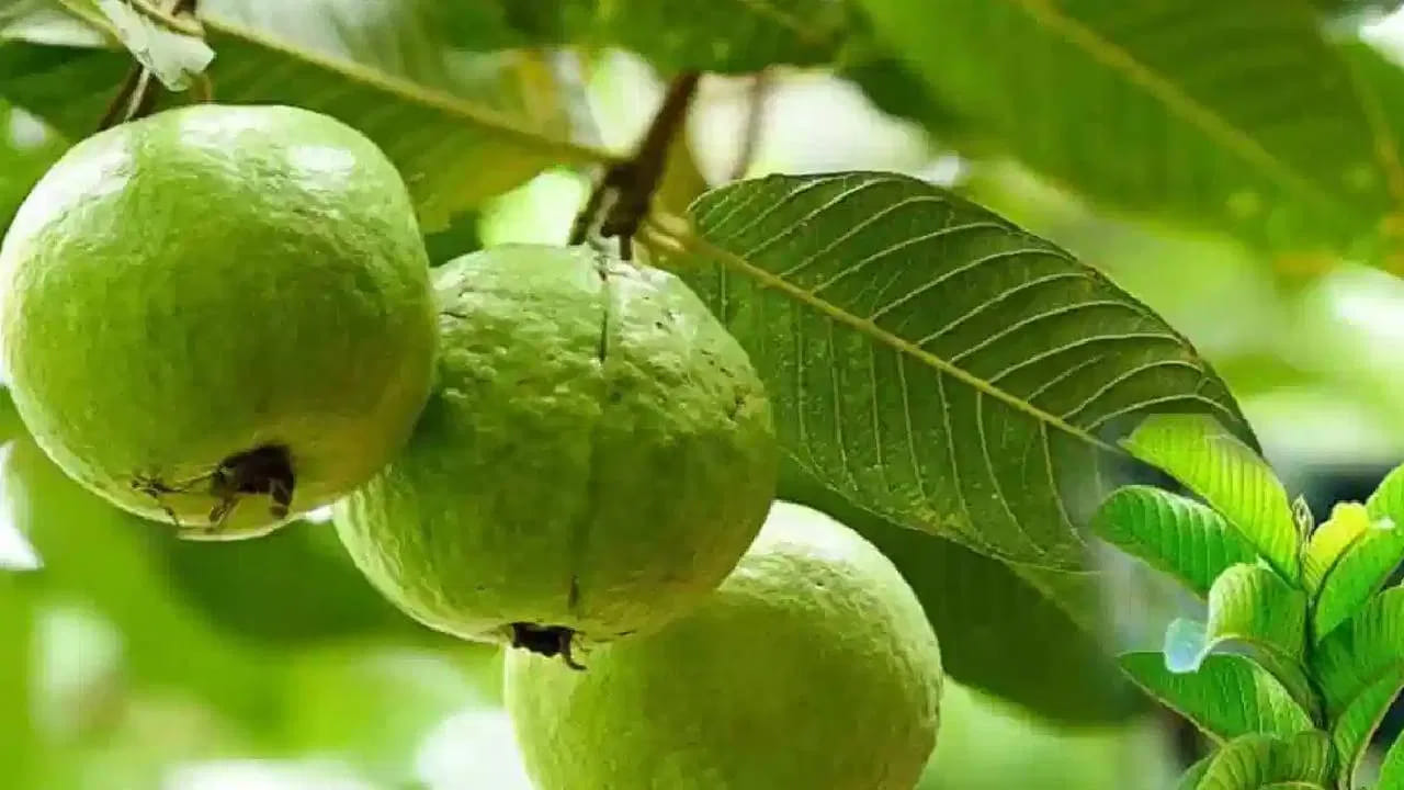 మొత్తానికి జామ ఎలా తిన్నా ఆరోగ్యమే.. అయితే మీ శరీర తత్వాన్ని బట్టి, మీకు ఉన్న ఆరోగ్య సమస్యలను బట్టి కాయను ఎంచుకోవాలా లేదా పండును ఎంచుకోవాలా అనేది నిర్ణయించుకోవాలి. ముఖ్యంగా తొక్క తీయకుండా తినడం వల్ల పూర్తిస్థాయి పోషకాలను పొందవచ్చని గుర్తుంచుకోండి.