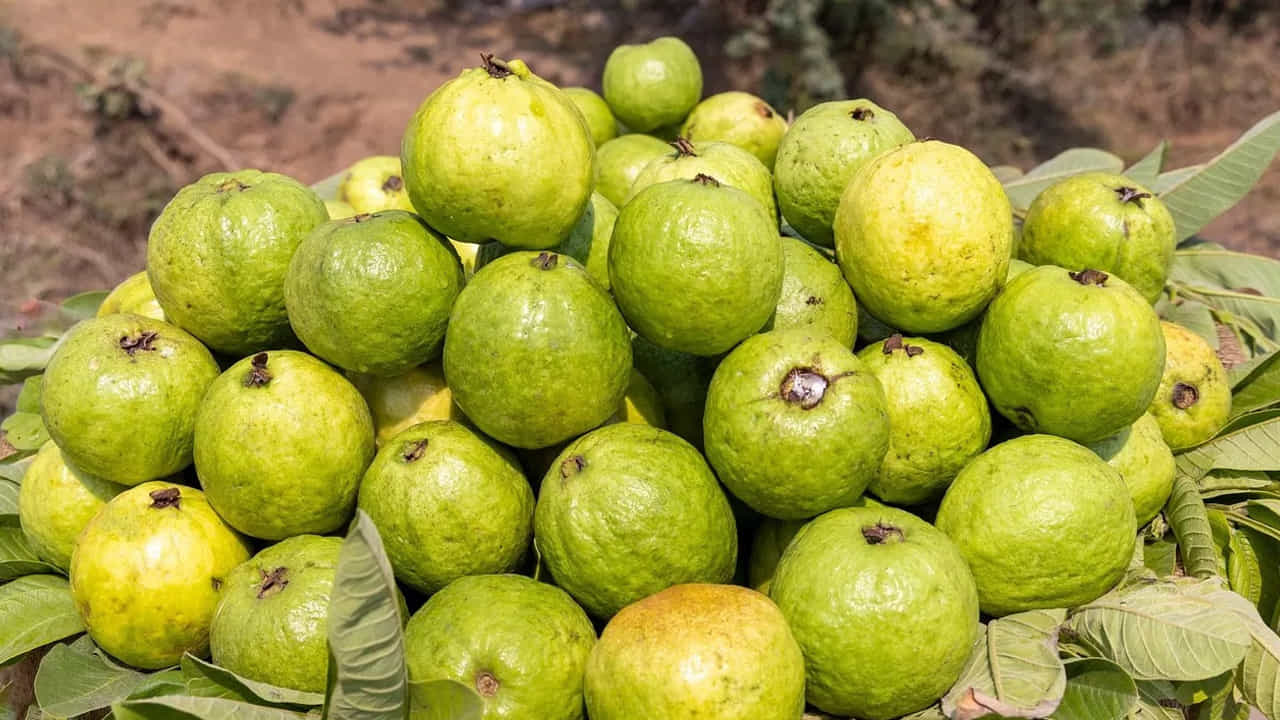 వృద్ధులు జామను ఆహారంలో చేర్చుకోవడం వల్ల గుండె ఆరోగ్యం మెరుగుపడుతుంది. ఇందులో ఉండే పాలీఫెనాల్స్, ఫ్లేవనాయిడ్లు శరీరంలో వాపులు, మంటను తగ్గిస్తాయి. గుండె సంబంధిత సమస్యలు రాకుండా కాపాడతాయి.