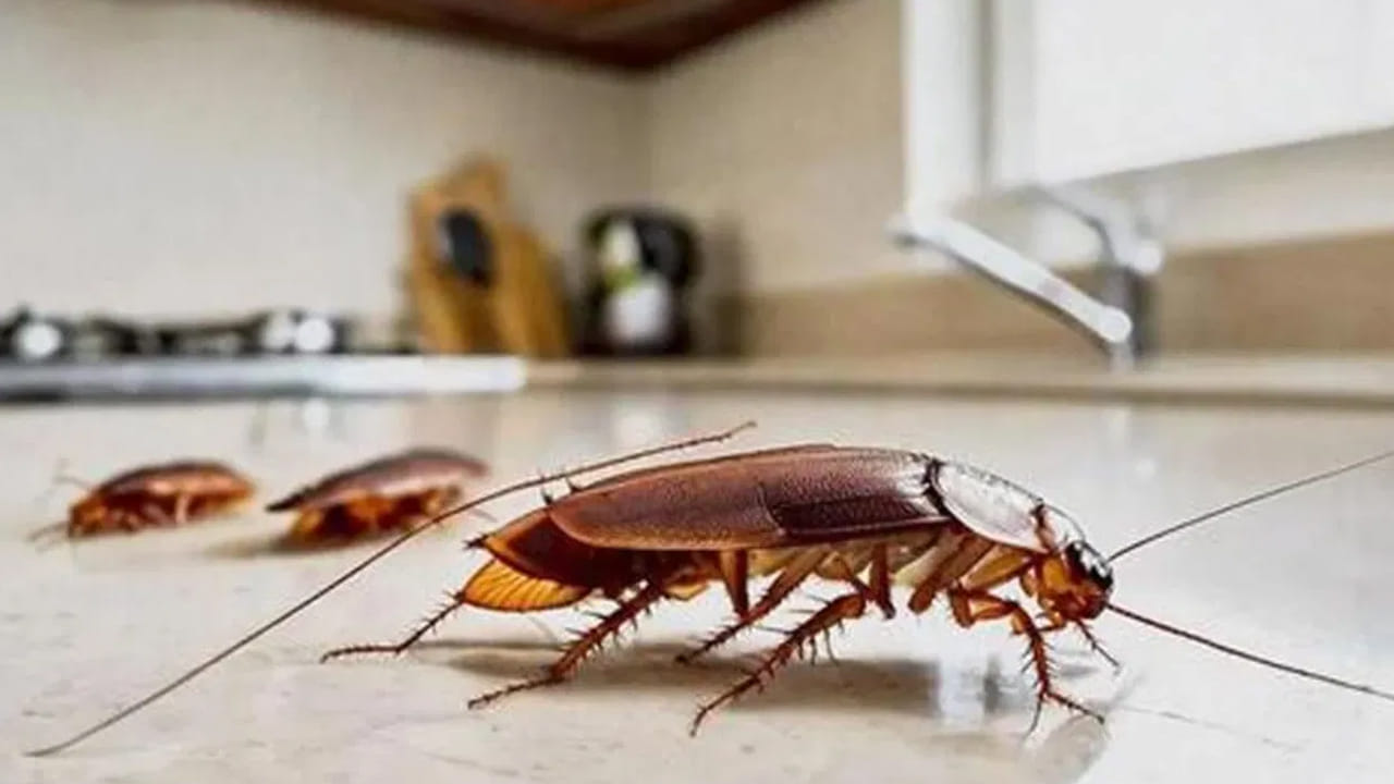 ఈ మిశ్రమంలో డిటర్జెంట్ ఉంటుంది కాబట్టి చిన్న పిల్లలు లేదా పెంపుడు జంతువులు దీన్ని ముట్టుకోకుండా ఎత్తైన ప్రదేశాల్లో లేదా వారికి అందకుండా ఉంచాలి. అరటిపండు ముక్కలు కుళ్లిపోతే వాసన మారిపోతుంది. కాబట్టి ప్రతి 2 రోజులకు ఒకసారి పాత మిశ్రమాన్ని పారబోసి కొత్తది తయారు చేయాలి.
ఈ చిట్కాతో పాటు రాత్రిపూట వంటిల్లు శుభ్రం చేయడం, నీరు నిల్వ ఉండకుండా చూసుకోవడం చేస్తే బొద్దింకలు మళ్ళీ జన్మలో మీ ఇంటి వైపు రావు.
