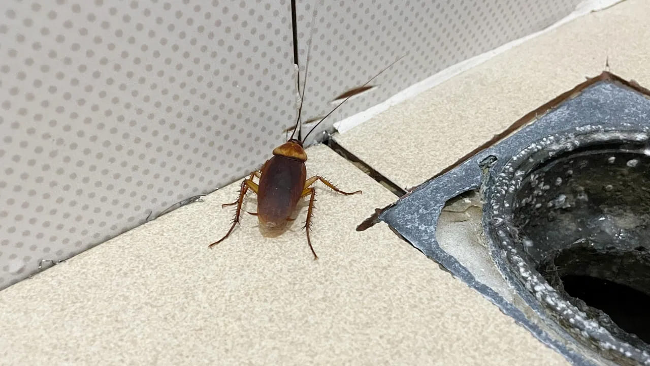 ఈ గిన్నెను ఇంటి మూలల్లో ఉంచేటప్పుడు కొన్ని జాగ్రత్తలు పాటించాలి. రాత్రిపూట సింక్ కింద భాగంలో చీకటిగా ఉంటుంది కాబట్టి అక్కడ ఒకటి ఉంచండి. ఆహార వ్యర్థాలు ఉండే చోట బొద్దింకల సంచారం ఎక్కువ కాబట్టి అక్కడ తప్పనిసరిగా పెట్టాలి. బొద్దింకలు అరటిపండు, చక్కెర వాసనకు ఆకర్షితమై అవి గిన్నె దగ్గరకు వచ్చి ఆ నీటిని తాగుతాయి. డిటర్జెంట్ నీరు వాటి శరీరానికి తగలగానే, వాటి చర్మంపై ఉండే రంధ్రాలు మూసుకుపోతాయి. దీనివల్ల అవి శ్వాస తీసుకోలేక నిమిషాల వ్యవధిలోనే చనిపోతాయి.

