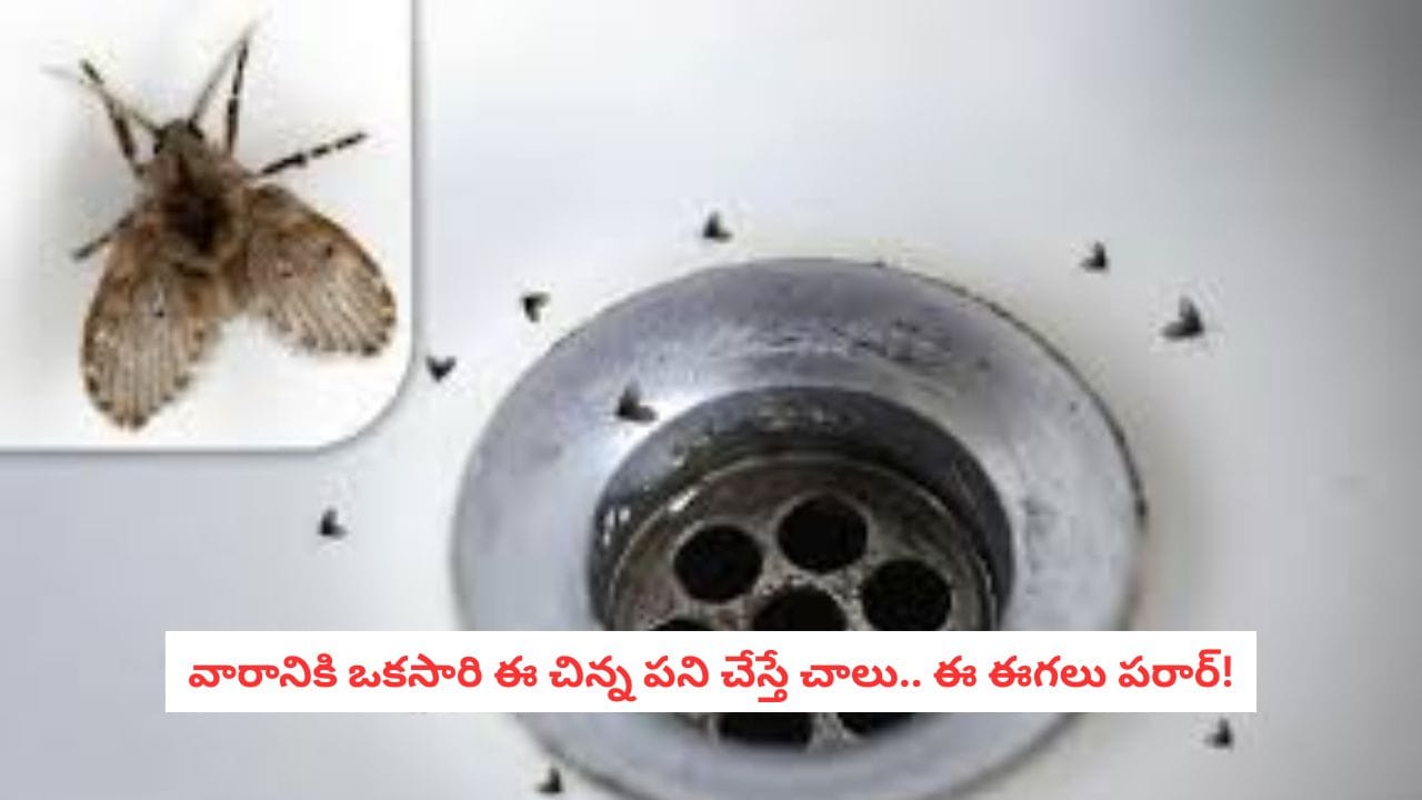 Drain Flies: మీ బాత్రూమ్ గోడలపై ఈ చిన్న ఈగలు కనిపిస్తున్నాయా?.. ఈ చిన్న ట్రిక్‌తో మళ్లీ కనిపించవు..