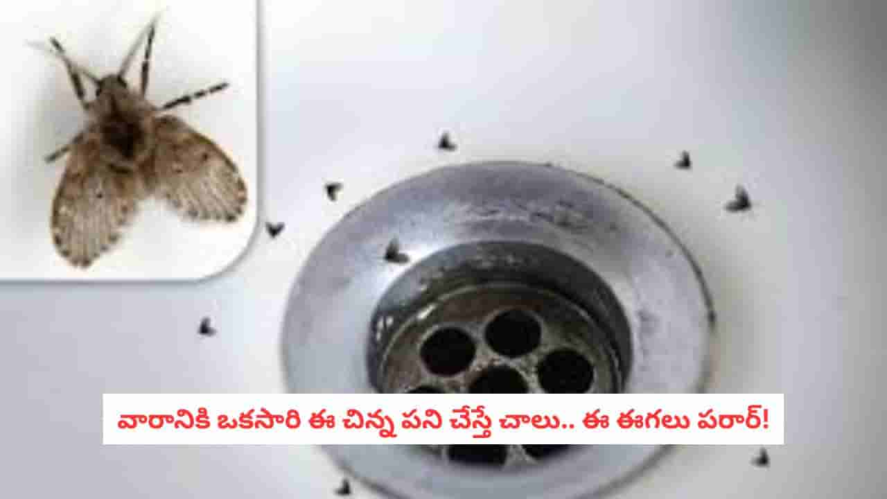 Drain Flies: మీ బాత్రూమ్ గోడలపై ఈ చిన్న ఈగలు కనిపిస్తున్నాయా?.. ఈ చిన్న ట్రిక్తో మళ్లీ కనిపించవు..